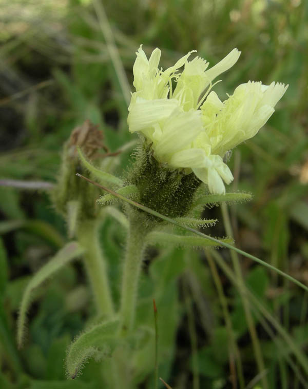 Schlagintweitia intybacea (=Hieracium intybaceum) / Sparviere vischioso