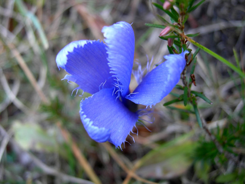 Gentianopsis ciliata / Genziana sfrangiata