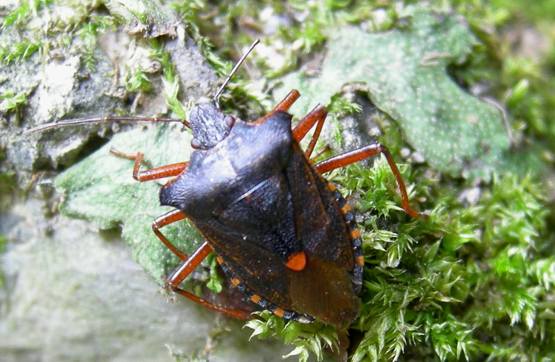 Pentatoma rufipes