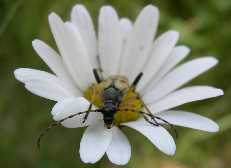 Rutpela maculata (Poda 1761)