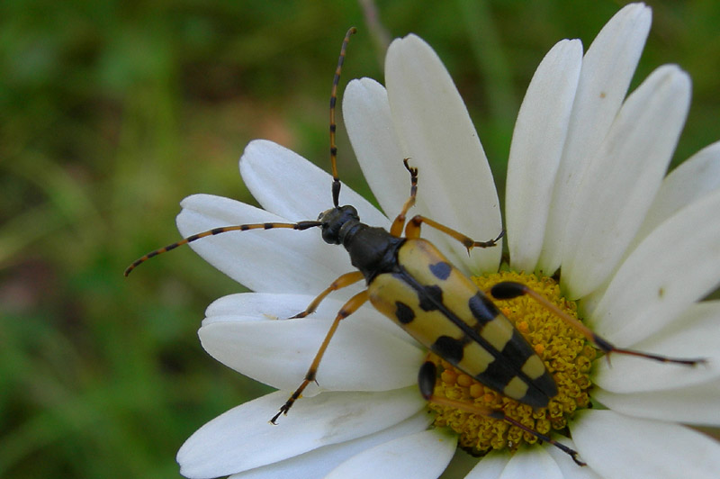 Rutpela maculata (Poda 1761)