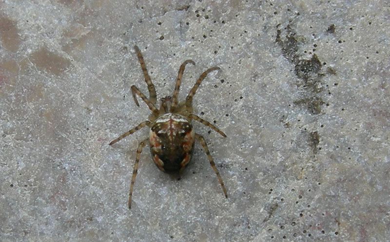 Metellina sp.