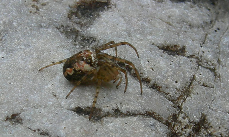 Metellina sp.