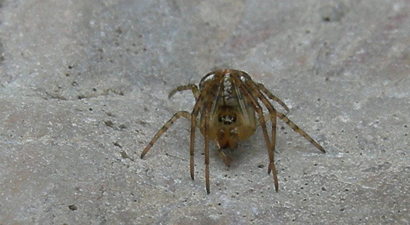 Metellina sp.