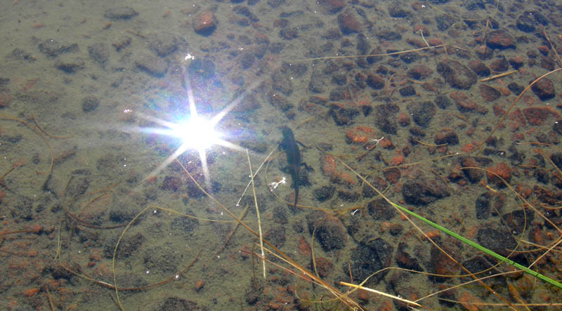 Rane e tritoni....lago nel Lagorai (TN)