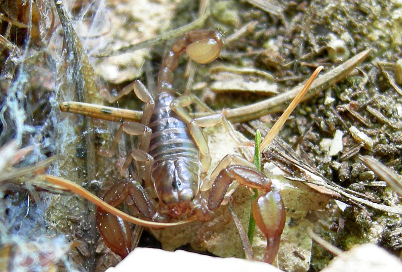 Euscorpius sp.