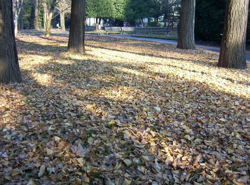 Ginkgo biloba / Ginko