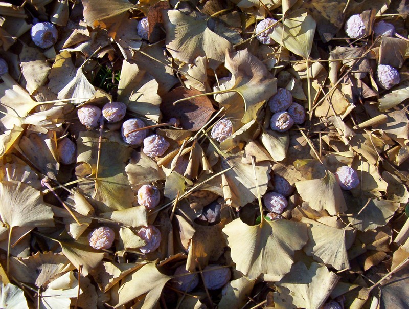 Ginkgo biloba / Ginko