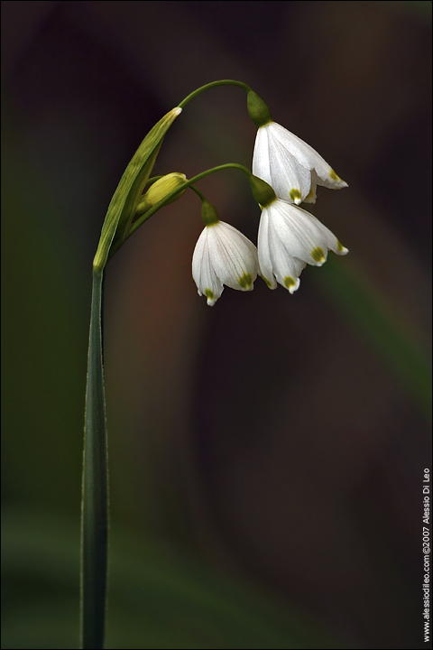 Leucojum aestivum / Campanellino estivo