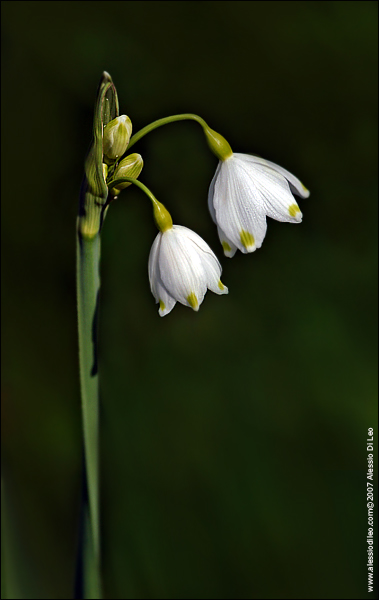 Leucojum aestivum / Campanellino estivo