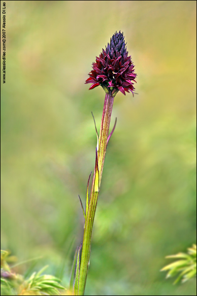 Nigritella nigra