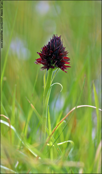 Nigritella nigra