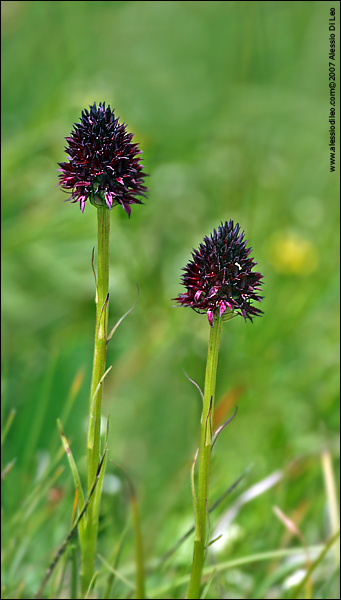 Nigritella nigra