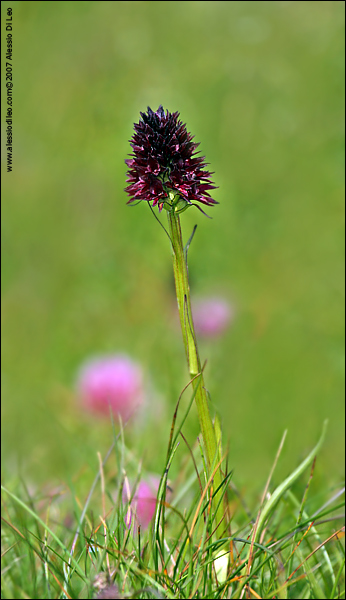 Nigritella nigra