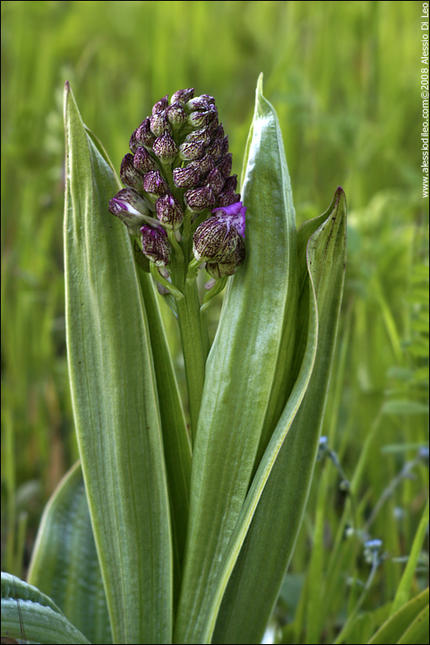 Orchis purpurea