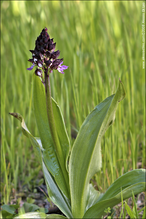 Orchis purpurea