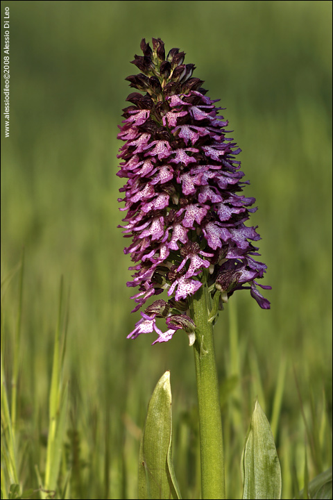 Orchis purpurea