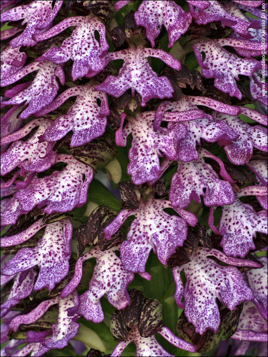 Orchis purpurea