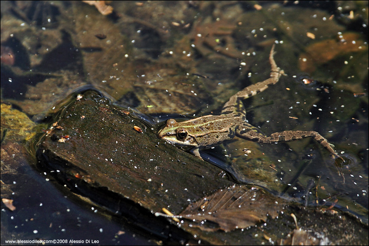 Le solite ... rane verdi - Pelophylax sp. (prov. Ferrara)