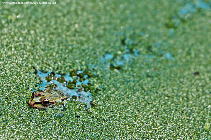 Le solite ... rane verdi - Pelophylax sp. (prov. Ferrara)