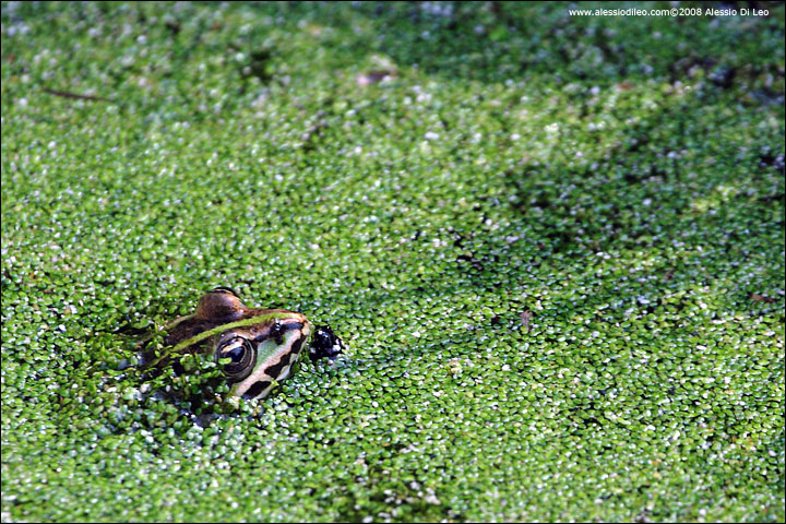 Le solite ... rane verdi - Pelophylax sp. (prov. Ferrara)