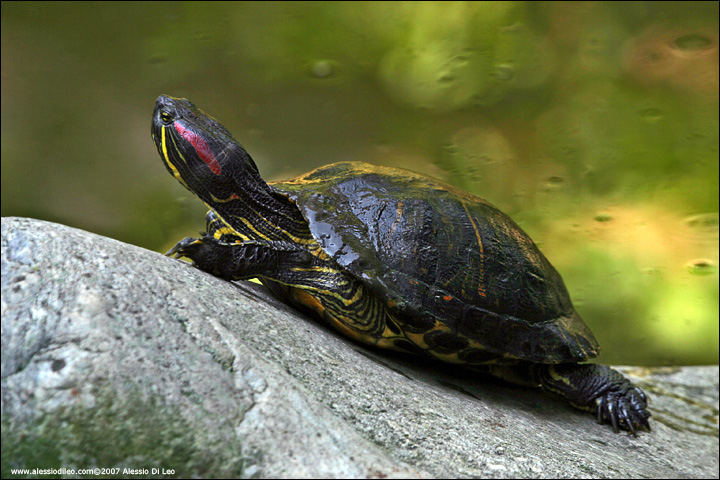 Tartaruga dalle orecchie rosse - Trachemys scripta