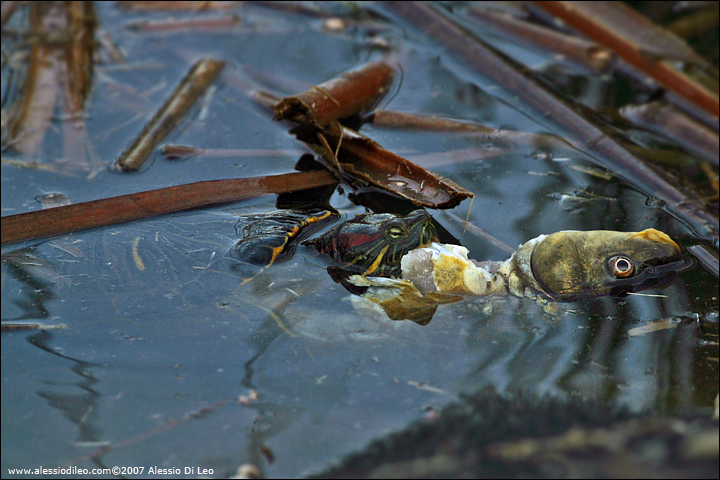 Tartaruga dalle orecchie rosse - Trachemys scripta