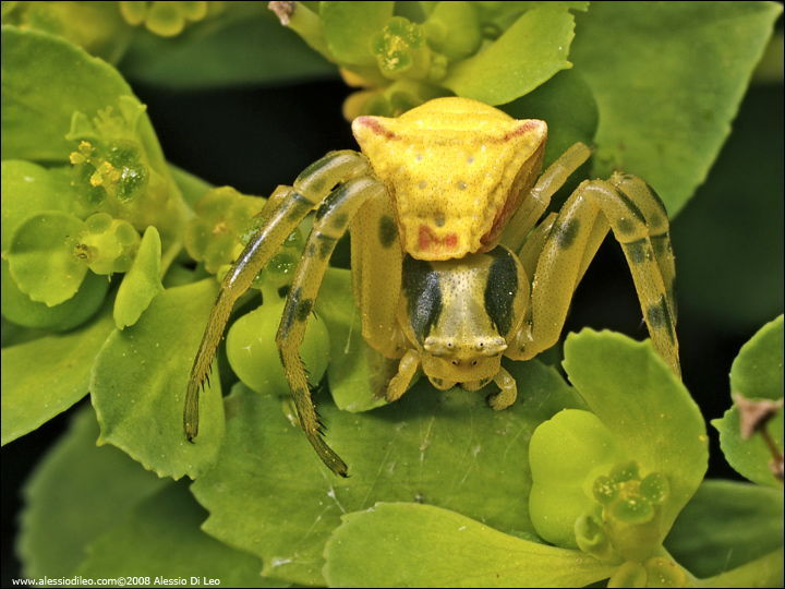 Thomisus onustus in agguato