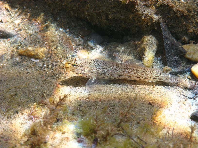 Gobius incognitus