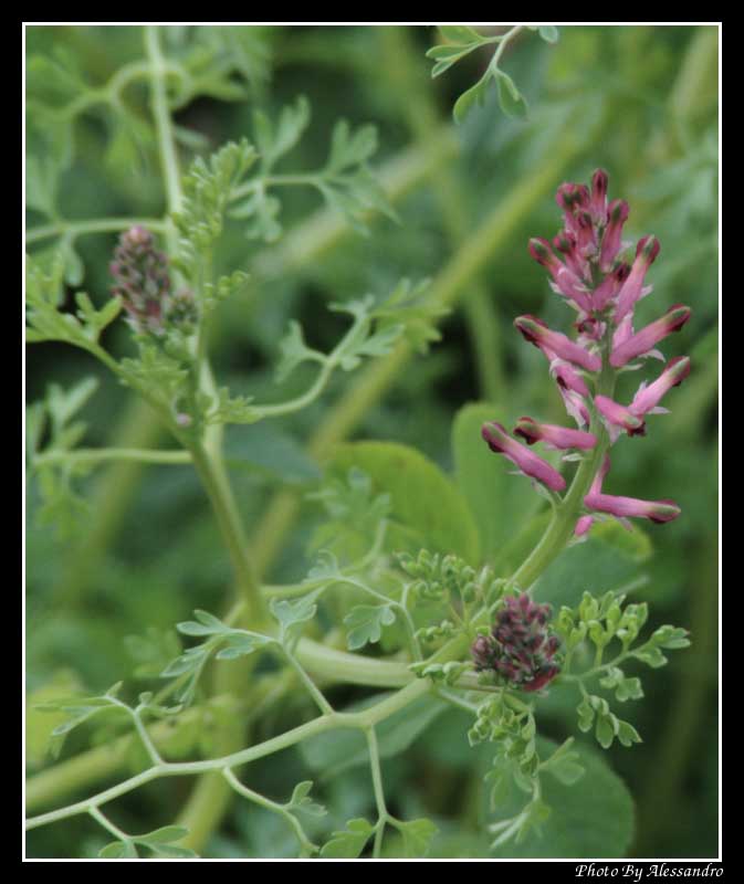 Fumaria officinalis