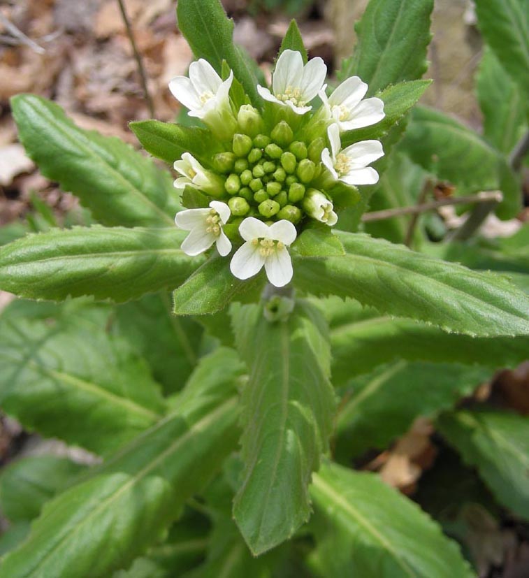 Crucifera da determinare - Arabis cfr.  turrita