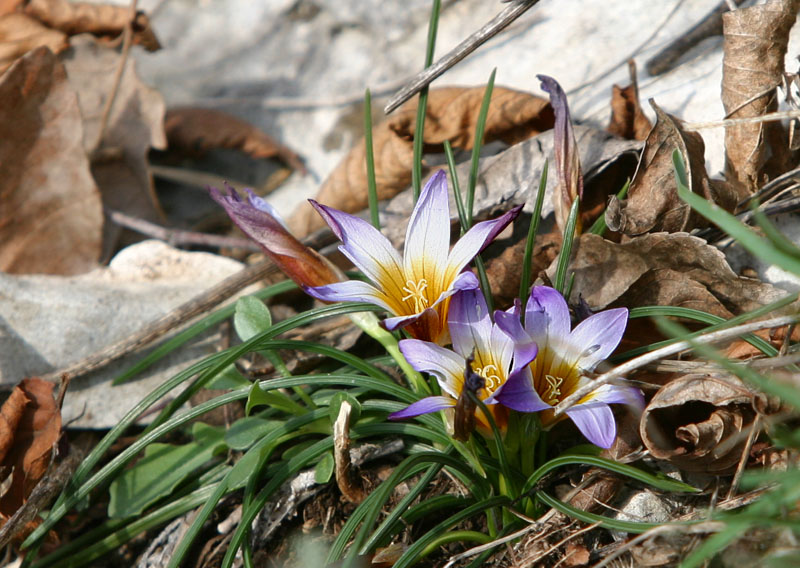 Romulea bulbocodium