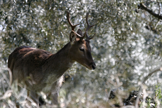 E'' un cervo?