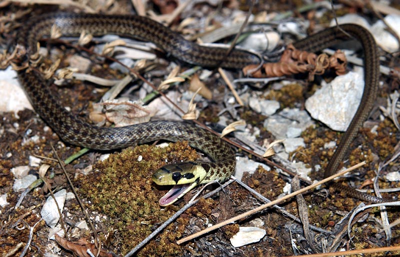 giovane Zamenis longissimus