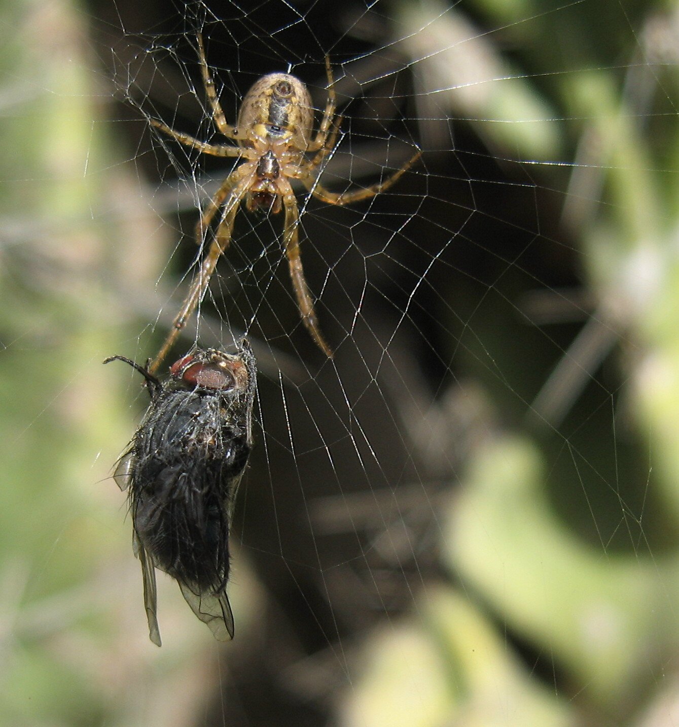 Il ragno (Zygiella sp.) ...e la sua preda