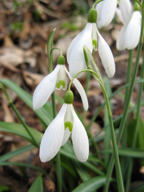 Leucojum vernum e Galanthus nivalis a confronto