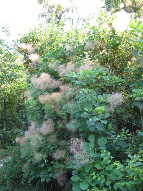 Cotinus coggygria / Scotano, Sommacco selvatico