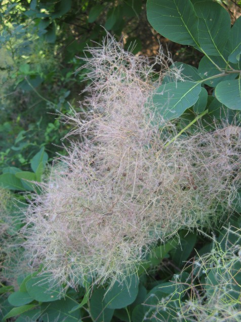 Cotinus coggygria / Scotano, Sommacco selvatico