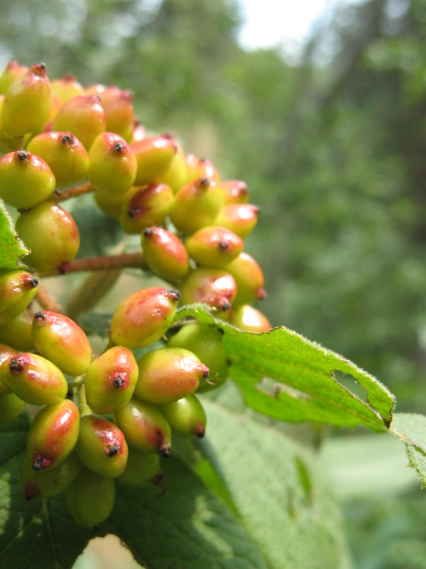 Viburnum lantana / Viburno lantana