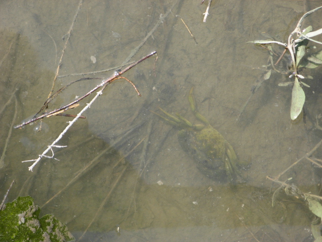 Carcinus aestuarii Nardo, 1847