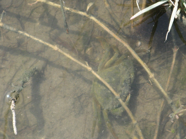 Carcinus aestuarii Nardo, 1847