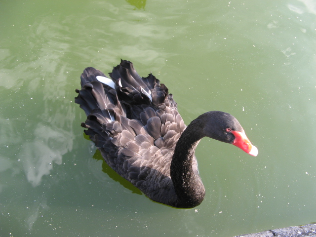 cigno nero