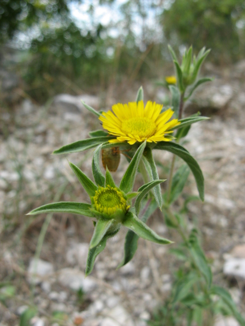 Pallenis spinosa / Asterisco spinoso