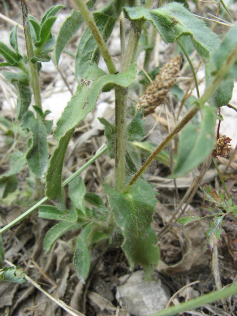 Pallenis spinosa / Asterisco spinoso