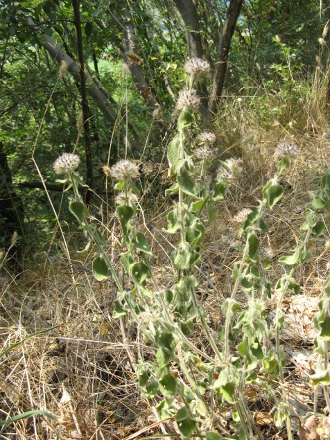 Clinopodium vulgare / Clinopodio dei boschi