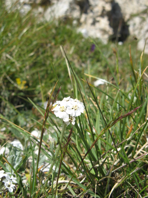 Pordoi 5 Achillea claveane