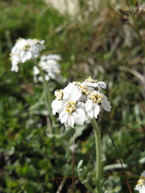 Pordoi 5 Achillea claveane