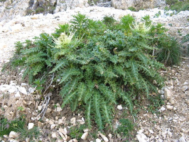 Cirsium spinosissimum (L.) Scop. / Cardo spinosissimo