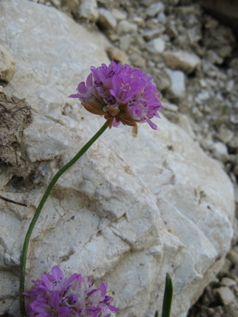 Armeria alpina / Spillone alpino