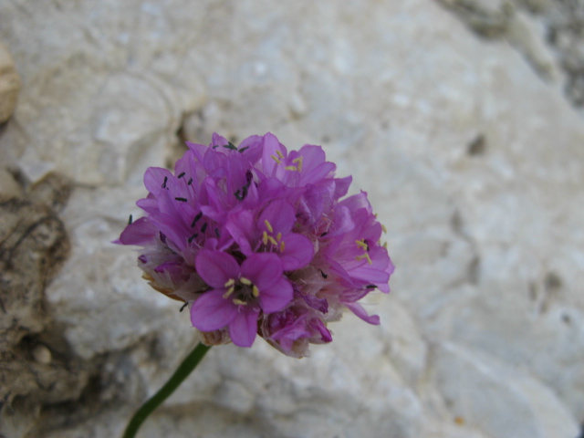 Armeria alpina / Spillone alpino